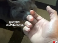 スリスリにゃーにゃーが止まらない。2か月ぶりに帰宅した男性が猫と甘い再会
