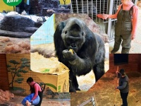 ウクライナ唯一のゴリラは今？国内にとどまり動物の世話を続けるためキーフ（キエフ）動物園の飼育員たち