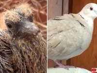 助けた鳩がいつのまにか家族の一員に！巣から落ちたところを助けた姉妹と仲良く暮らす鳩