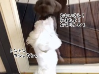 犬の大親友は隣に住む85歳のおじいさん。元気いっぱいで会いに行くよ！
