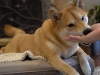 もう、いつまでやらせるの？柴犬ハルさんにハイタッチをせがんでみた
