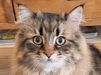 これが伝承の「猫鬼」か？　立派な〝ツノ〟を持つニャンコ、激写される