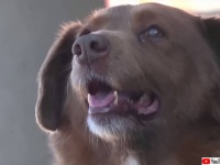 【R.I.P】31歳の世界最高齢の犬が永遠の眠りにつく