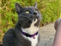 我が家の愛猫が三才になったので…。飼い主、愛猫の誕生日記念に猫とおそろいのブレスレットを作ってみた。その様子に関する海外の反応は？