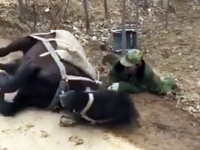 車椅子から落ちた男性を助ける馬。介助馬のトレーニング映像