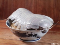 ダイオウグソクムシがまるごと1匹乗ったラーメンが台湾で爆誕。そのビジュアルがすごすぎた