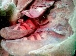 アディダスのシューズを履いた１５００年前のミイラを発見！？