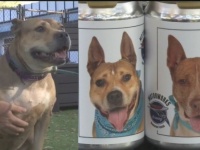 ビール缶に印刷された保護犬の写真を見て、愛犬と再会を果たした女性（アメリカ）