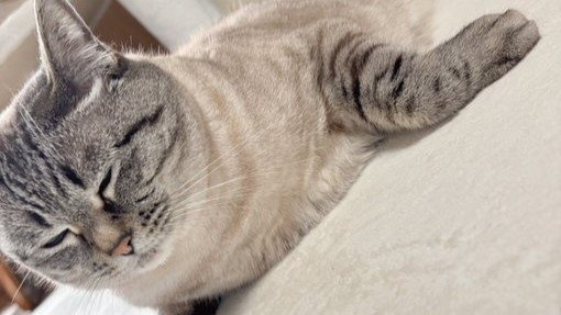 「ネコ辞めたのか？」「新しい生物」　愛する猫をふと見たら...まさかの〝変身〟に3.5万人驚がく