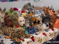 さてこの中に、本物の犬は何匹いるでしょうか？