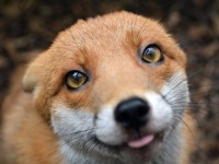またしてもここに・・・人に懐きすぎて野生に帰せなくなったキツネシリーズ、イギリスのプリンちゃん。