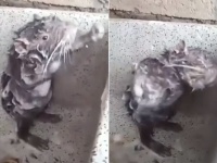 話題を呼んだ人間のように体を洗う野生のネズミ。フェイクなの？リアルなの？（※追記あり）