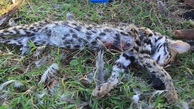 絶滅危惧種を食べる夫婦