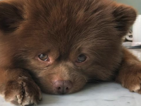 生後5か月になると売れない。という理由でブリーダーが放棄した犬が輝かしい第二の人生を歩むまで