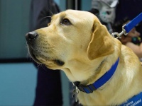 40の命令を理解する賢い介助犬、病気の子供たちを支えるため小児病院へ