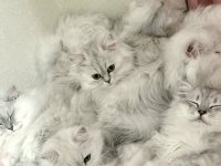 この写真に猫は何匹映ってる？　難易度★★★★の判別クイズ、あなたは正解できるか
