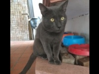 二重生活を送っていた猫。別宅では別の名前で呼ばれ、とてもかわいがられている事実がついに判明（メキシコ）