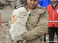 トルコ大地震に巻き込まれた猫や犬を救出する救助隊員（追記更新）