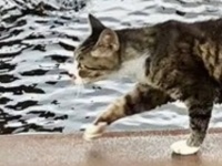 器用に川を渡る猫、激写される　〝人間の文明〟活用する姿に10万人感心「都会の獣道」「まさにキャットウォーク」
