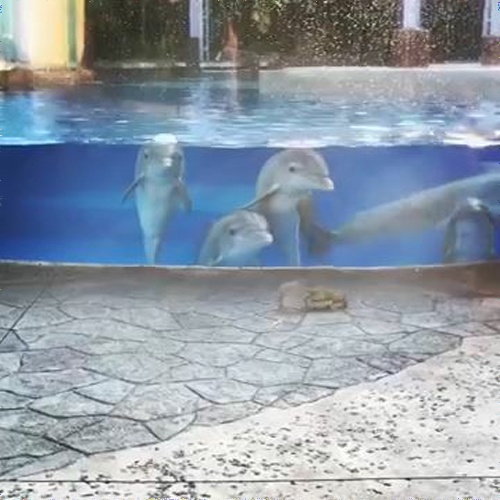 イルカ　リスを見る