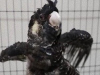 これでまた飛べるはず。深刻な感電で翼を失った鳥の手術