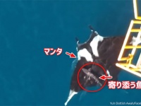 水中の魔法のじゅうたんかな。大きなマンタと寄り添う魚のランデブー（トリニダード・トバゴ）