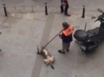 歩道をホウキで掃除してたら…　ワンちゃんが「ボクにもやって〜！」
