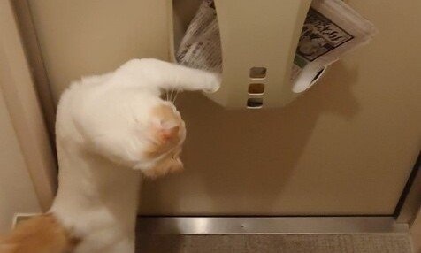 持ってこようとしてくれてるの...？　ニャンコが郵便受けにパンチする理由にほっこり