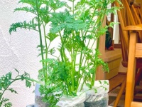 1.5万人が感心した〝ベランダ菜園の裏ワザ〟　身近なアイテム活用で「根菜」だって作れちゃう