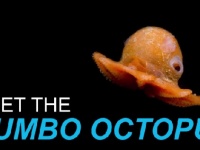 【まるでアニメ！】とってもカワイイ深海のタコ「ダンボオクトパス」