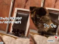 猫のおみやげは、時として飼い主に強烈なダメージを与える件