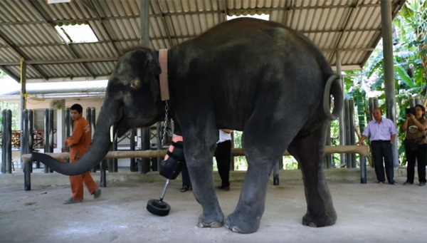 世界で初めて義足をつけた象「モーシャ」、新たな義足を贈られ嬉しそうな姿が感動的すぎる