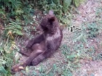 はちみつに酔ったよ。クマがマッドハニーを食べてキマってしまう