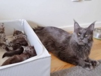 メインクーン「ママが出かけた？脱走のチャンス！」外の世界が見てみたい子猫の冒険が始まった