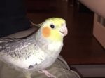 インコがスマホの『あの音』を完全再現！ 完成度が高すぎる・・・！
