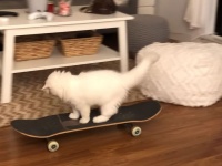 また猫が独学しおった。自らスケートボードに乗り、らくらく移動する猫