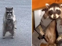 「子供たちを迎えに来てね！」ガレージの中に潜むアライグマのお母さん、ニンゲンに保護された子供を連れて別の場所にお引っ越し