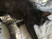 「ここで産ませてほしいの」ボーイフレンドの猫の家で出産した野良猫、そのまま家族に（アメリカ）