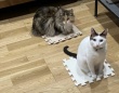 猫→飼い主の〝猛烈抗議〟に4.4万人ホッコリ　春の模様替えを進めていたら...「一歩も動かんにゃーー」