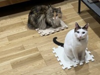 猫→飼い主の〝猛烈抗議〟に4.4万人ホッコリ　春の模様替えを進めていたら...「一歩も動かんにゃーー」