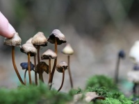 大腸菌にマジックマッシュルームのDNAを組み込み、幻覚性大腸菌を作り出すことに成功。うつ病の治療に期待（米研究）