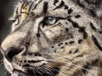 言葉にならない。色鉛筆で描かれた『ユキヒョウ』が、もはや写真にしか見えない。