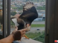 窓辺は鳥のドライブスルー？親切な住人さんに餌をもらいに来るカンムリカラカラ