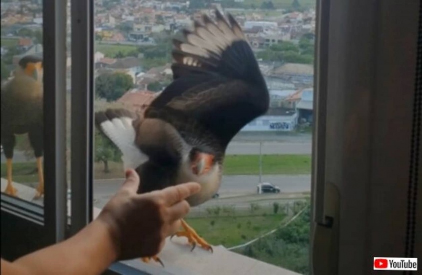 窓辺は鳥のドライブスルー？親切な住人さんに餌をもらいに来るカンムリカラカラ