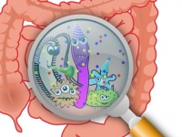 年がわからなければ腸に聞け！腸内細菌を見ればその人の年齢をピタリと割り出せるらしい（米研究）