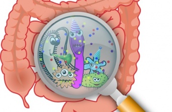 年がわからなければ腸に聞け！腸内細菌を見ればその人の年齢をピタリと割り出せるらしい（米研究）