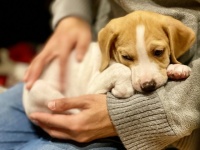 ペットの命を守るためには、どうすればいい？　犬猫の「マイクロチップ装着義務化」を考える