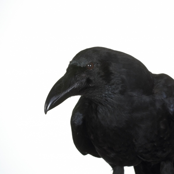 カラスとクモは数を数えられると判明!ー米独英研究