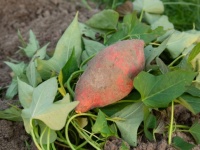 「さつまいも」は食べられそうになるとニオイで仲間に危険を知らせる（ドイツ・台湾共同研究）