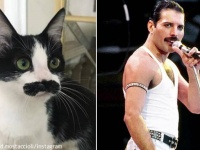 フレディー・マーキュリーが転生して猫に？口ひげとたたずまいがそっくりな猫が話題に